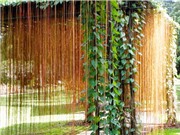 Nghiên cứu khả năng chữa bệnh của cây hồ đằng rễ mành